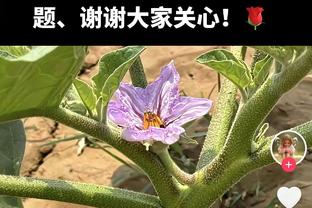 串联球队！范弗里特半场10中4&三分5中2轰下11分8助攻